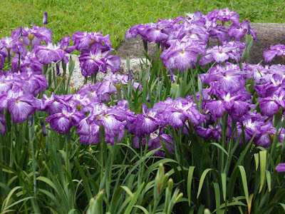 城北菖蒲園のハナショウブ