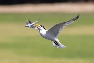 Birds in Flight Photography: wift Tern Dropping Breakfast Woodbridge Island