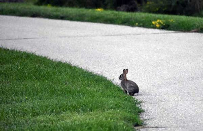 Bunny at Lowe Park