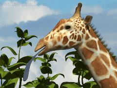 giraffehead