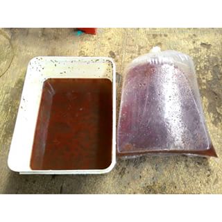 Jual Daphnia Magna dan Kutu Air | Sale Guppy Fish Indonesia