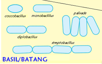 morfologi bakteri bentuk batang, morfologi bakteri bentuk kokus, morfologi bakteri bentuk spiral, DNA inti dan DNA plasmid bakteri, struktur Dinding sel bakteri, bakteri gram postif (+), bakteri gram negatif (-), ribosom dan sub unit ribosom, Struktur flagella bakteri gram positif dan bakteri gram negatif, Fimbriae Bakteri, fungsi pili pada bakteri, struktur kapsul pada bakteri, pengecatan gram, struktur endospora bakteri, Struktur fimbriae bakteri, struktur flagella bakteri gram positif (+) dan bakteri gram negatif (-)