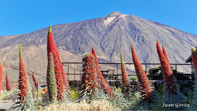 Tajinastes Rojos del Teide de Mayo de 2023.