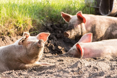 makanan yang bisa membuat babi menjadi gemuk