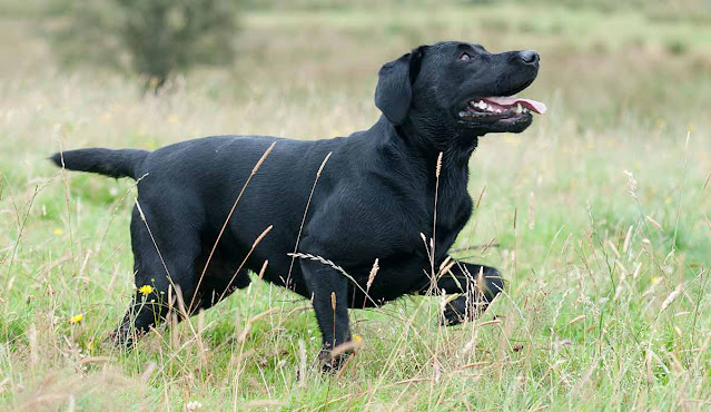 "Lab Pointer dog with sleek coat and intense gaze, showcasing the perfect combination of Labrador Retriever and Pointer breed characteristics."