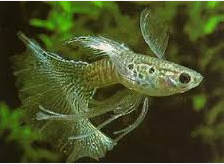 Jenis Ikan Guppy Long fin guppy 