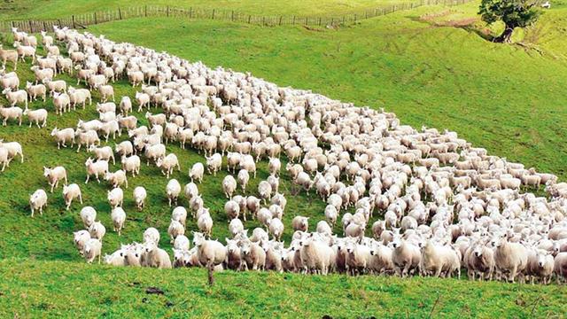 300 Koyun Proje başvurusu 29 Nisan'a uzatıldı.