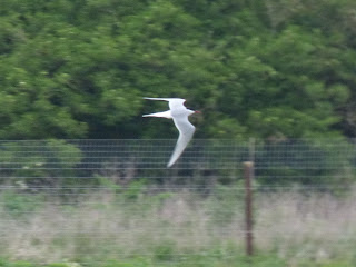 Arctic Tern