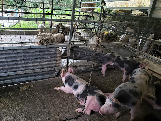 pigs ade costa rica