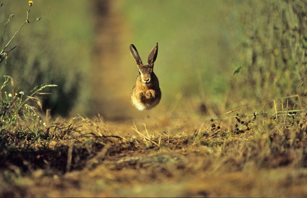 Young Brown hare 