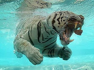 underwater swimming tiger