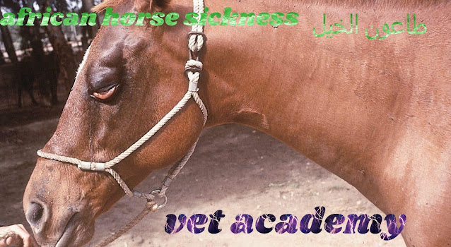 طاعون الخيل الافريقي- النجمه -African Horse Sickness (AHS)