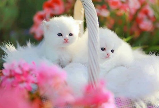  Gambar  Kucing Imut dan Lucu Kumpulan Gambar 