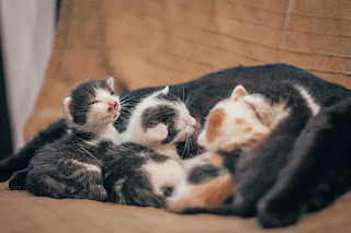 tres gatitos muy pequeños amamantándose