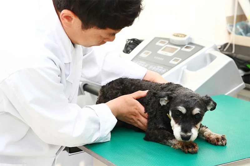 농촌진흥청, 반려견 비만 진단과 예방 방법 소개