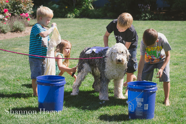 Shannon Hager Photography, Old English Sheepdog, Dog Wash