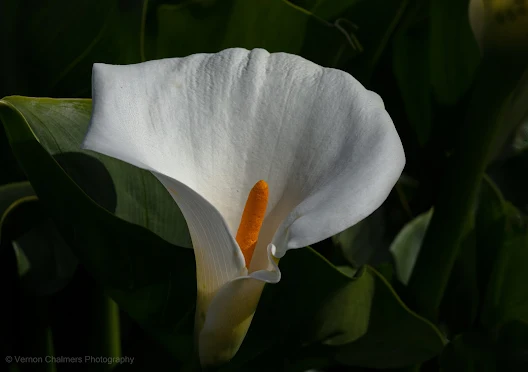 Arum Lily with Canon EF 85mm Lens Milnerton, Cape Town