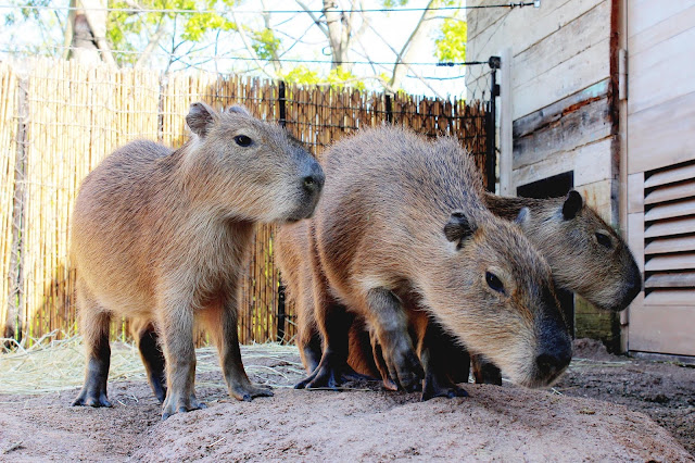 宇部市・ときわ動物園のかわいいコツメカワウソが泳ぐ【n】カピバラ