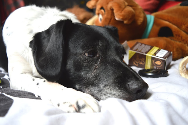 Molly, Dog, Photography, Spaniel