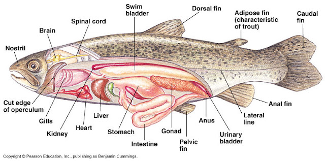 BIOLOGY SAYS PRAKTIKUM ANATOMI DAN MORFOLOGI HEWAN  