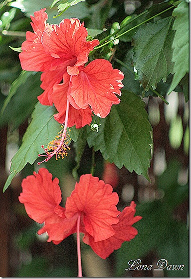 LG_Hibiscus_Orange2