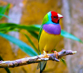 Beautifull Birds HD Desktop Wallpaper Photos