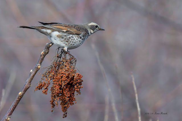 ツグミがヌルデの実を食べにやってきました