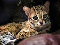 Kucing Lucu, The Leopard Cat, Prionailurus bengalensis, Kucing Macan Tutul 