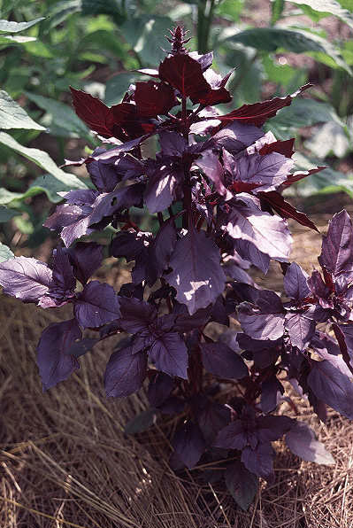 Ocimum basilicum can be taken orally.Ocimum basilicum  grows voluntarily in some parts of West Asia, Iran, Afghanistan and its planted in most parts of the world