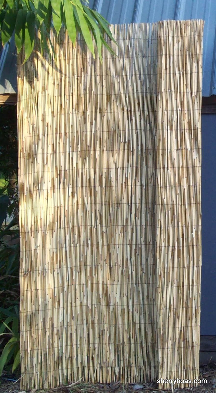 Beautiful Bamboo Photos of Reed Fencing