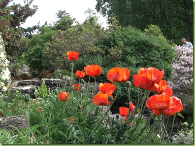 Botanisk have 7 juni 09 023