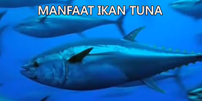 manfaat ikan tuna