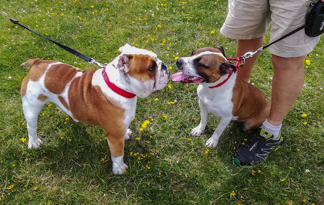 Photo of Ruby with Eli, one of the dogs she met while out walking this week