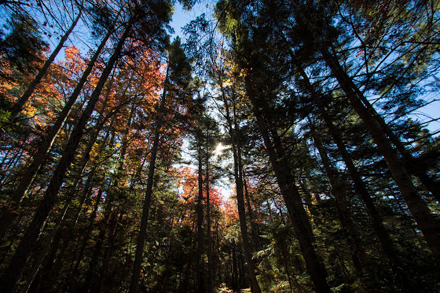 Sentiero-Kancamagus Hwy e White mountains