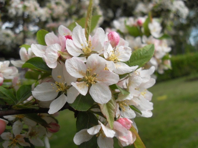 Maj 2012
