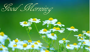 111 Good morning flowers images free download wallpapers with quotes pics