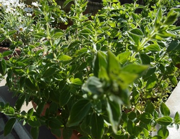 SAM_2736