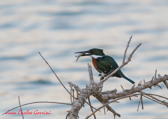 Avistaje de aves en Argentina, Salta. Birdwatching y fotografía de Juan Carlos Gorrini.