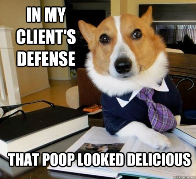 lawyer dog meme, meme, funny, funny pictures, dog meme pictures, corgi lawyer dog, corgi meme, dog pictures, funny dog pictures