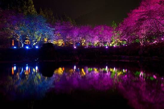 Pemandangan Pokok Ceri Mekar Yang Sangat Indah Pada Waktu Malam Di Taiwan (7 Gambar)