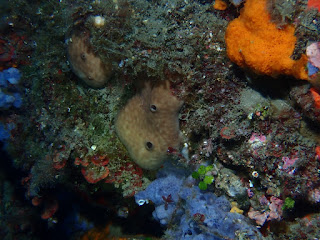 Chondrosia reniformis 