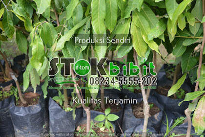 Lengkeng                                                                                           cara menanam buah lengkeng dari biji