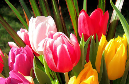 Parque da Holanda exibe 4,5 milhões de tulipas
