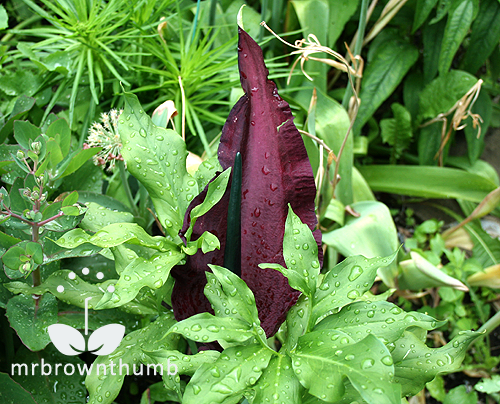 Voodoo Lily is a common name