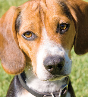 Some Fun Facts about Beagles Dogs