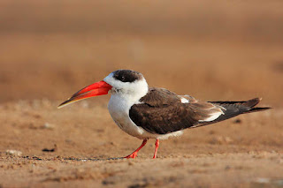 chambal-has-all-beauty-with-the-skimmer-birds-who-are-on-the-verge-of-extinction