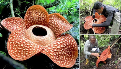 Bunga Rafflesia Terbesar Di Dunia Ada Di Indonesia