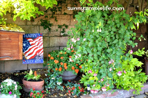 July 4th flag, fuschia, chicken feeder planter