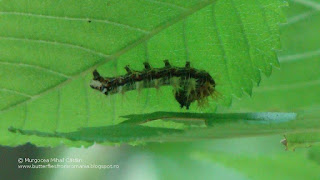 Polygonia c-album caterpillar DSC81808