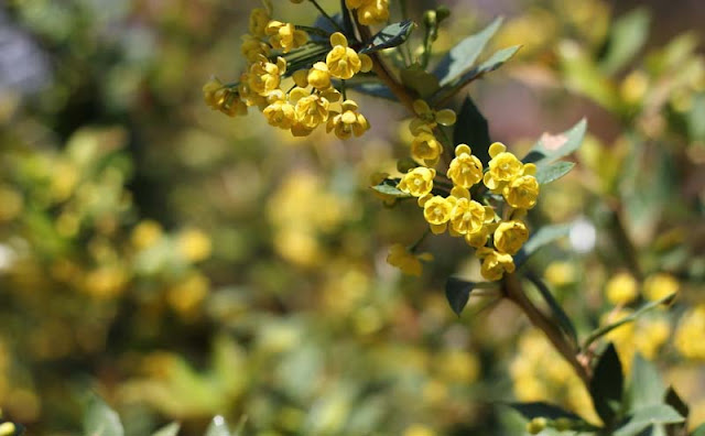 Berberis Pruinosa Flowers Pictures